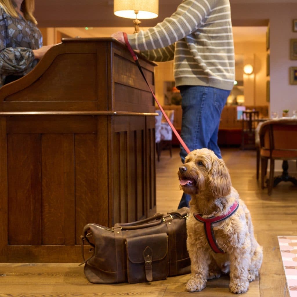 Cover Image for Dogs Stay for Free this December!